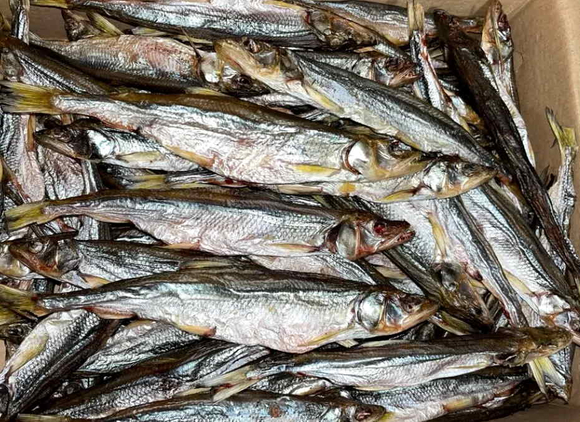 Корюшка вяленая (500г) в подарочном тубусе