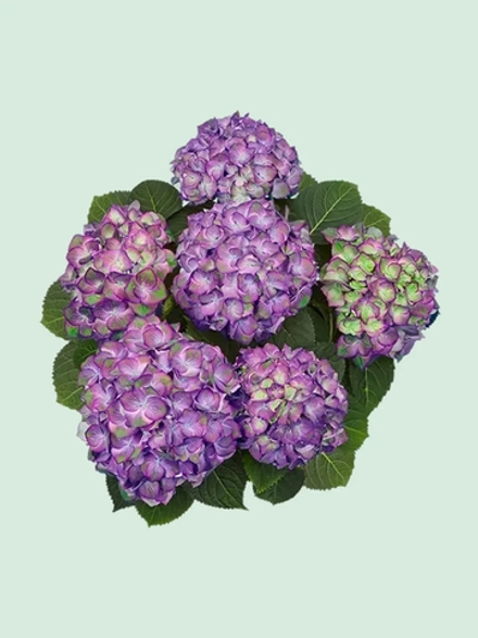 Sweet Lips Purple/Свит Липс Парпл (Стандарт поставки Р9)2025г.