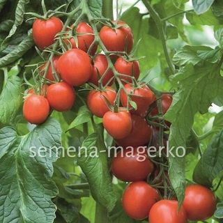 Томат Толстой F1 1000 (семян)