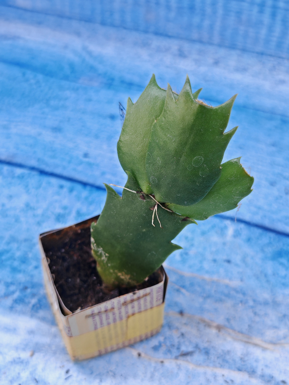 Schlumbergera cv. Twilight Tangerine (Шлюмбергера)