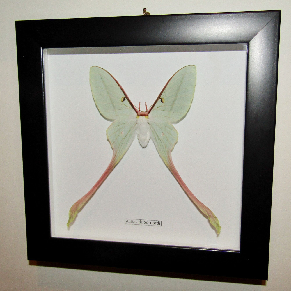 Бабочка Actias dubernardi самка в рамке