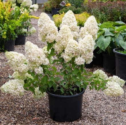 Гортензия метельчатая "Polar Bear"