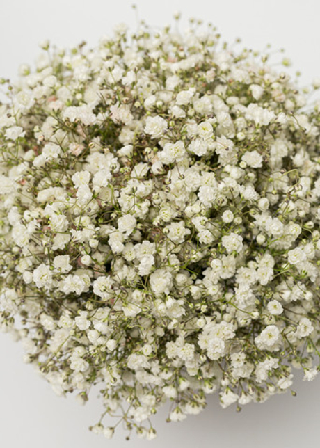 Стаканчик гипсофила #1