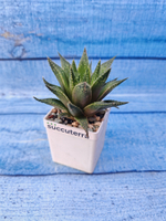 Haworthia Reticulata (Хавортия)