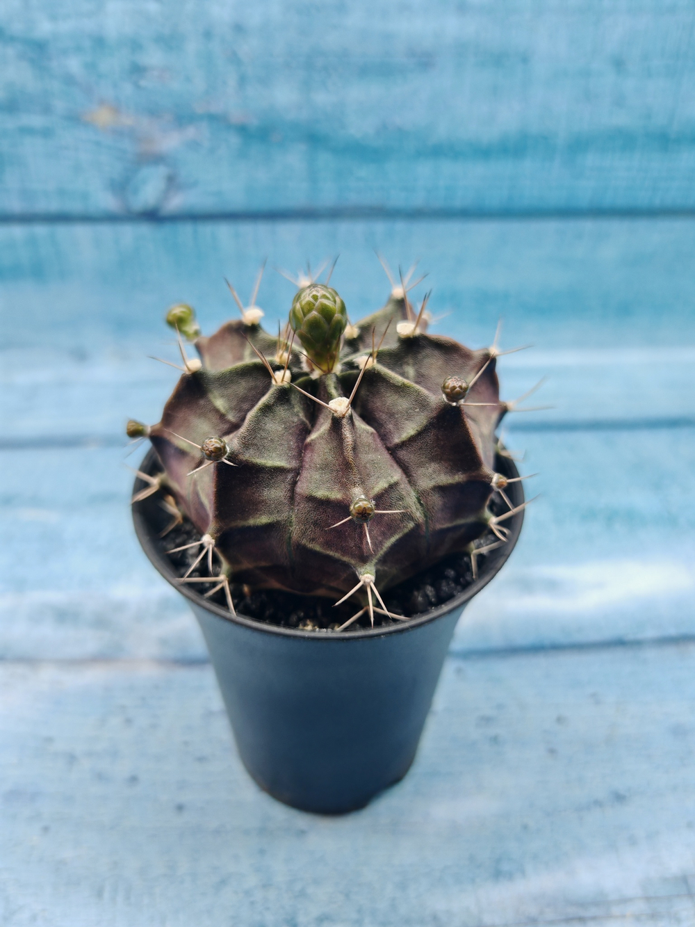 Gymnocalycium Mihanovichii black (Гимнокалициум)