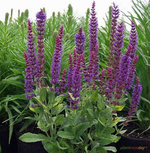 Шалфей дубравный "Ostfriesland"