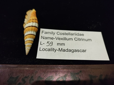 Вексиллюм Цитринум