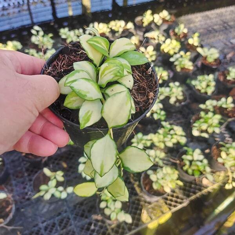 Хойя HEUSCHKELIANA VAR