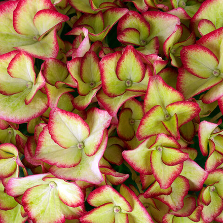 Хай Мун (Hi Moon) р12 Европа весна 2026 г.