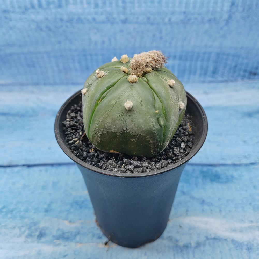Astrophytum Asterias (Астрофитум)