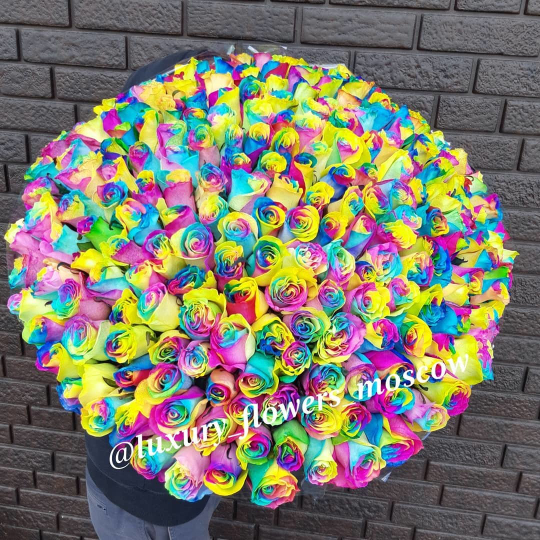201 радужная роза
