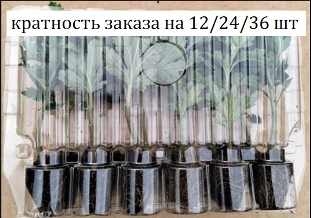 Корейская хризантема "Зимфирка" /поставка весна 2026г/