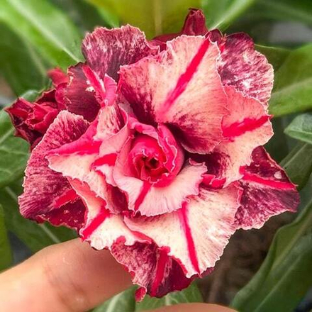 Адениум PURPLE EYE