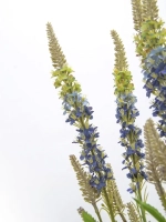 Композиция в ящике "Гортензия"