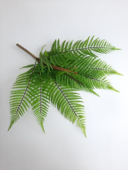 Нефролепсис малый / Арт 6048