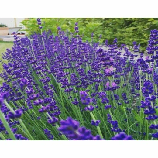 Лаванда узколистная Хидкот Блю Р9 Закупка М36 получение май-июнь 2026