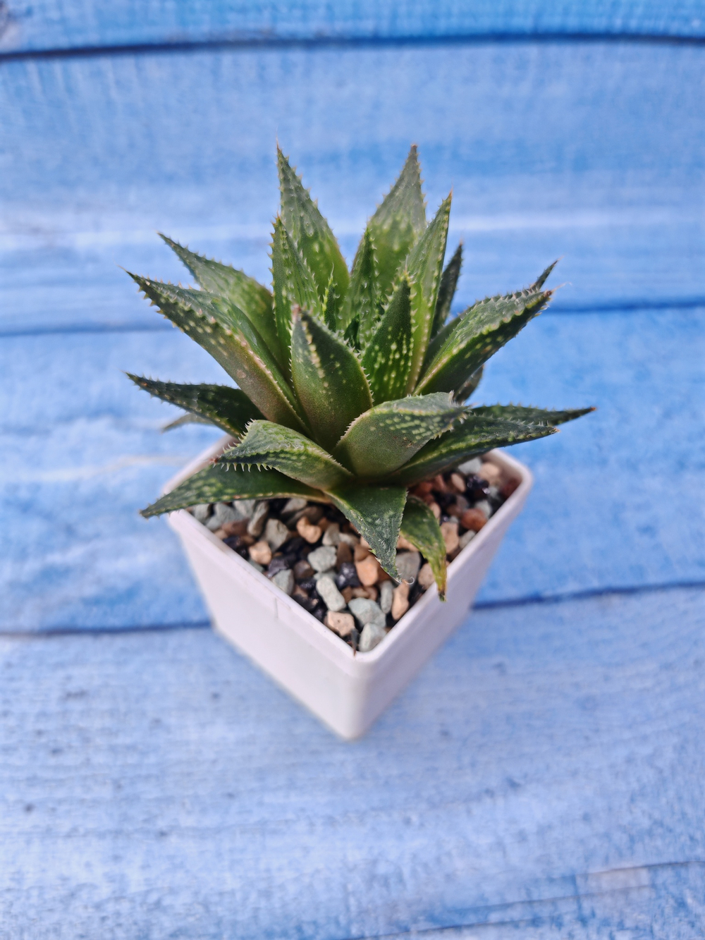 Haworthia Reticulata (Хавортия)