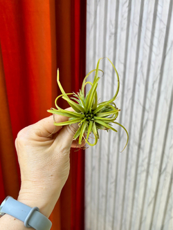 Тилландсия Ионанта микс (ionantha), 1шт, Нидерланды