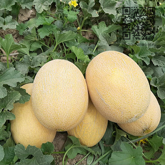 ДАКАРО_F1_семена_дыни_Enza_Zaden_купить – фото 2