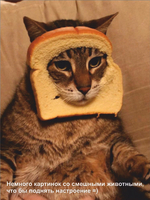 Гроб для кошки