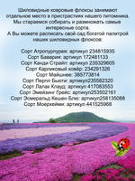 Флокс Маерхейми шиловидный