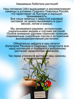 Жемчужница, тысячелистник Птармика аналог гипсофилы