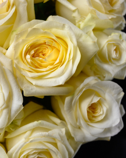 Монобукет кремовый