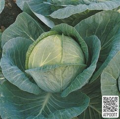 Мегатон F1 семена капусты белокочанной (Bejo / Бейо)