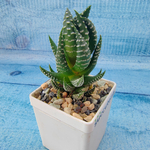 Haworthia Reinwardtii (Хавортия)