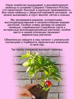 Гортензия Роял Флауэр метельчатая средняя