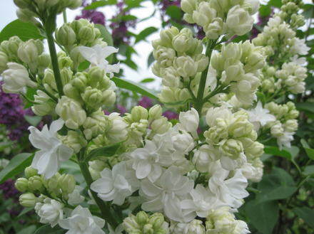 Сирень обыкновенная «Память о Колесникове»