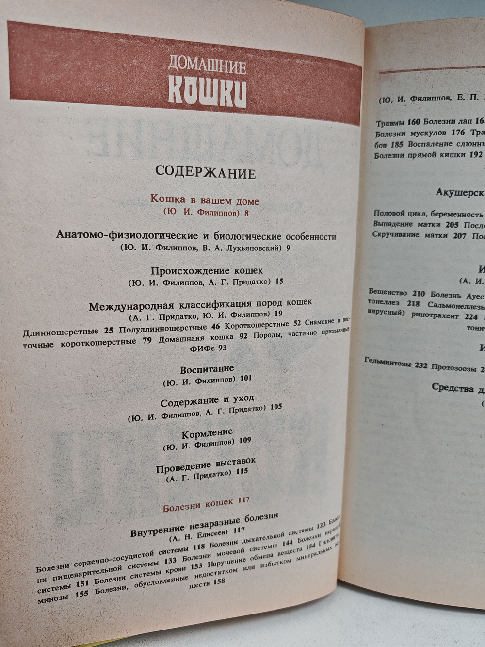 Домашние кошки