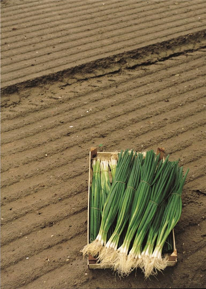 ПАРАДЕ_семена_лука_на_перо_Bejo_купить семена – фото 3