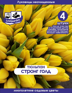 Тюльпан Луковица, Стронг Голд 4 шт
