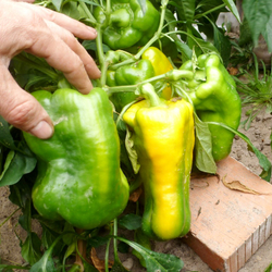 Гигантский Сладкий Перец Жёлтый Монстр — Yellow Monster Pepper