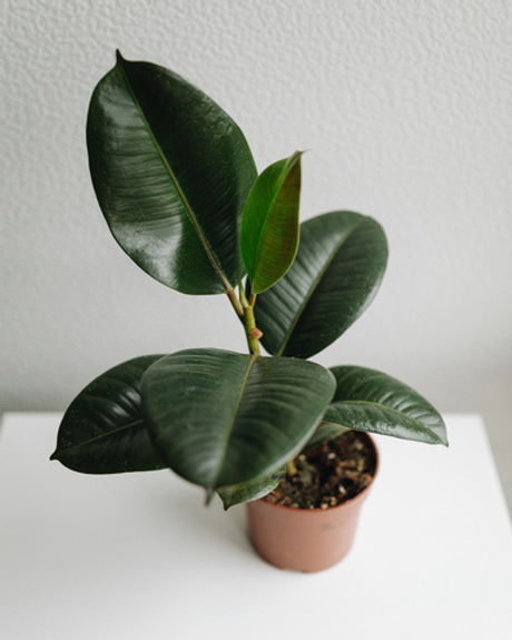 Фикус Эластика