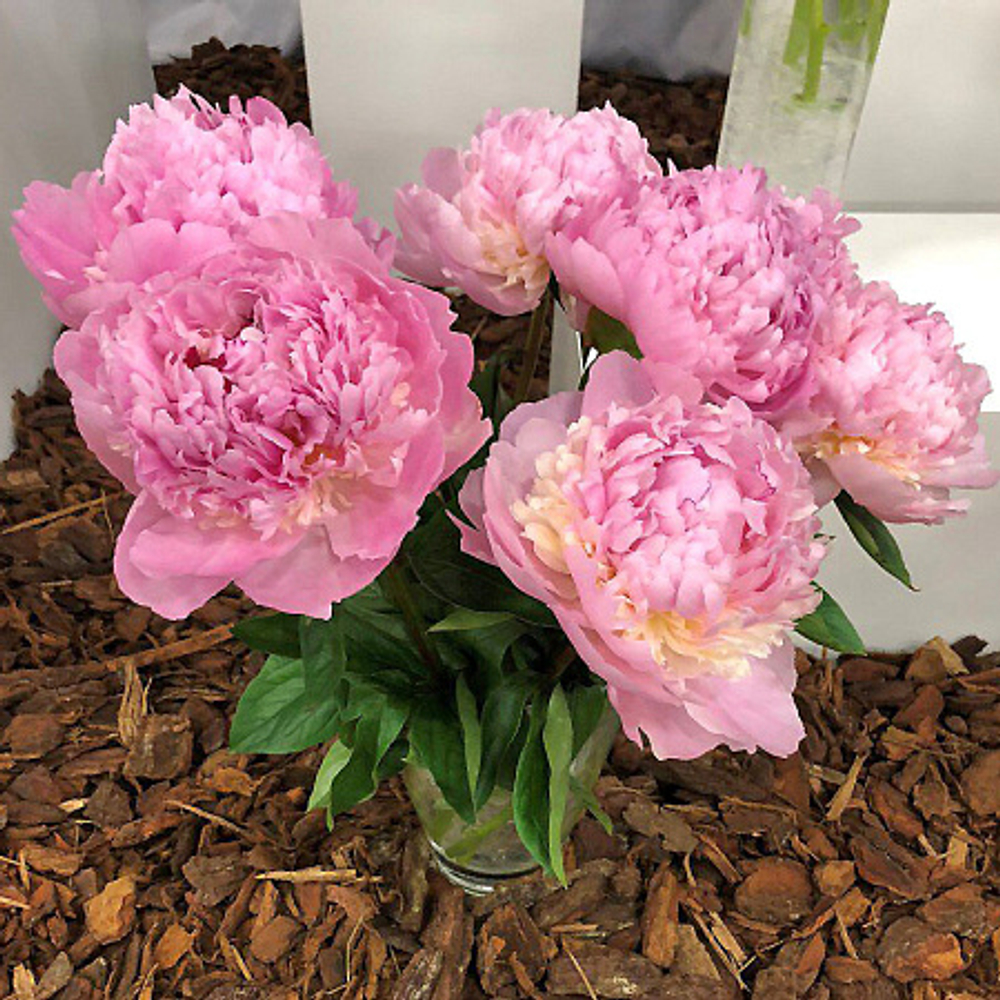 Пион Энджел Чик 3-5 почек Закупка М81 октябрь 2026