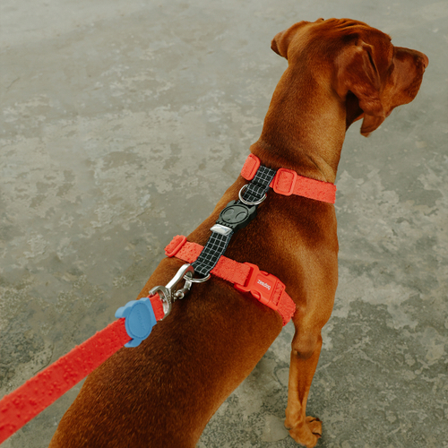 Шлейка GRID Zee.Dog