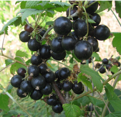 Смородина чёрная Соболинка