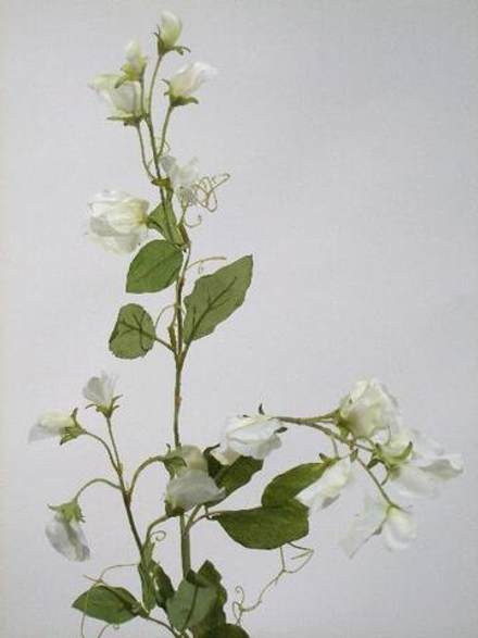 Душистый горошек белый