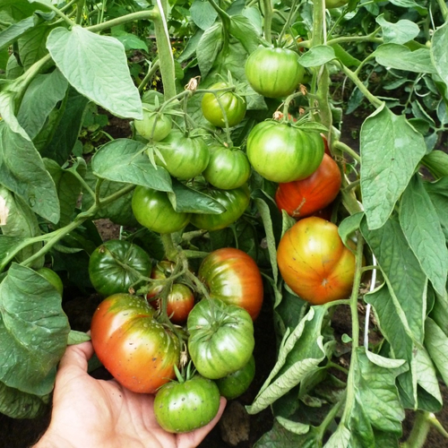 Помидоры Black Sea Man