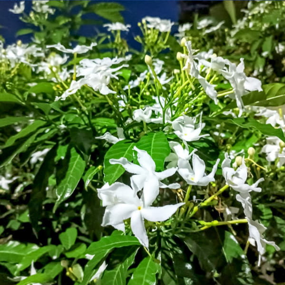 Табернемонтана ориенталис – Tabernaemontana orientalis