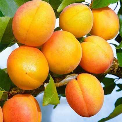 Абрикос Орловчанин