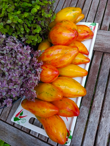 Желтый Тюльпан сорт томата