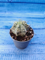 Euphorbia meloformis f. Variegated (Эуфорбия вариегатная)