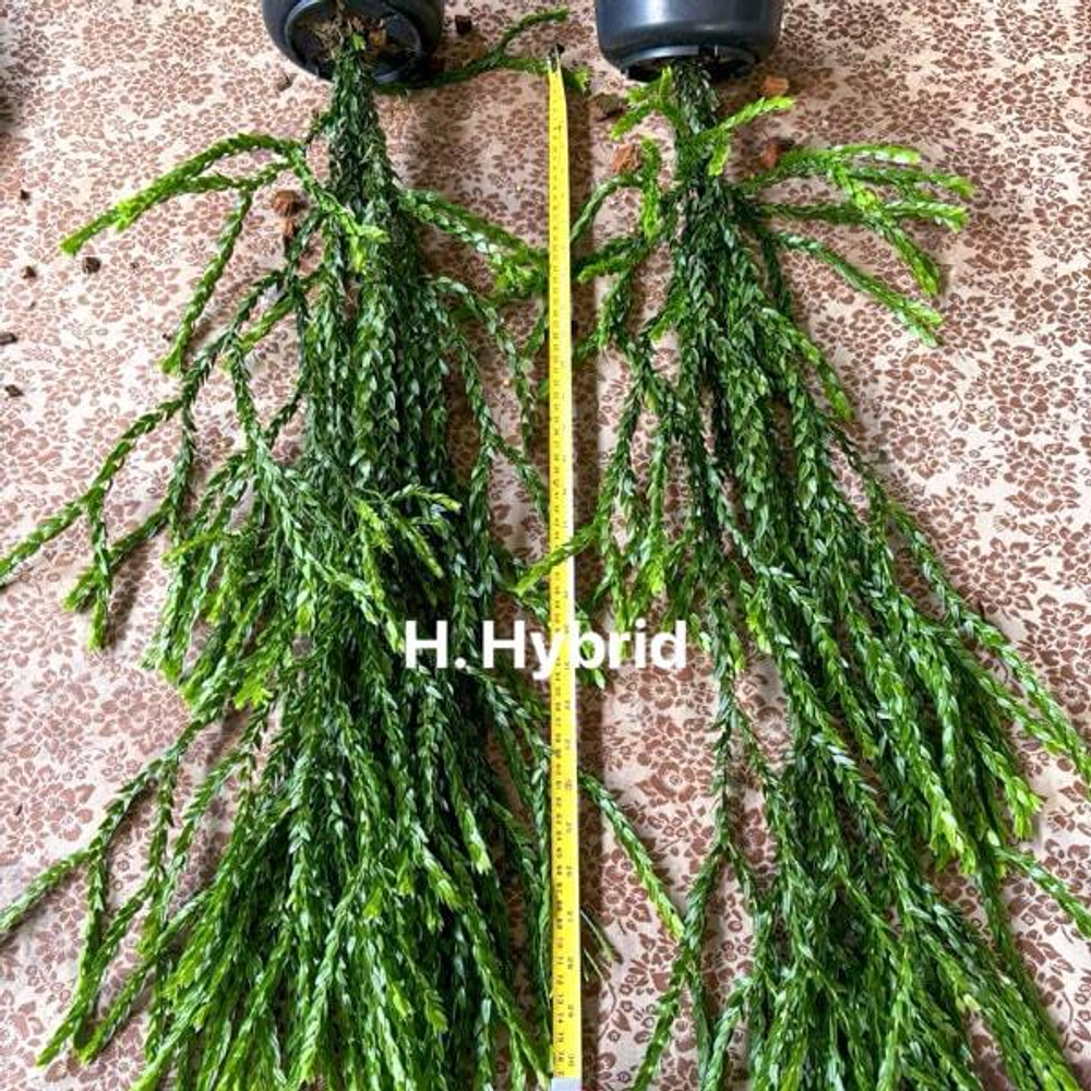 Хуперция H.HYBRID 6" (P157)