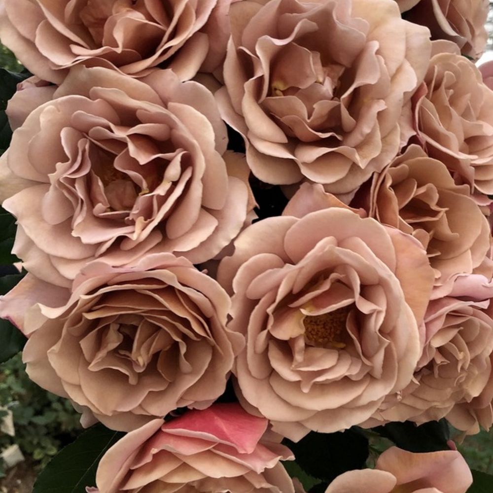 Коко Локо (Koko Loko)