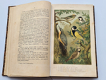 "Из царства пернатых. Популярные очерки из мира русских птиц". Д.Н.Кайгородов. 1892г.