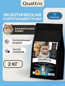 Корм сухой для взрослых кошек породы Экзотическая короткошерстная, с лососем, 2 кг, QUATTRO