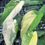 Сингониум CHIAPENSE VAR